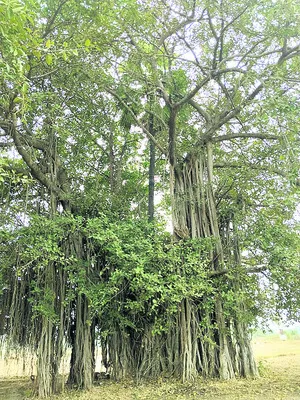 మర్రిచెట్టులో తాటిచెట్టు 