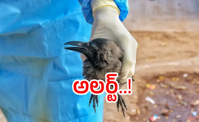 Bird Flu Detected In Crows At Kerala Iritty