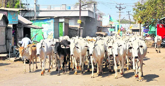 మూగజీవాలకూ.. మందుల్లేవ్‌!