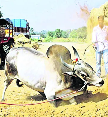 తొలి జల్లికట్టుకు వేళాయే! 