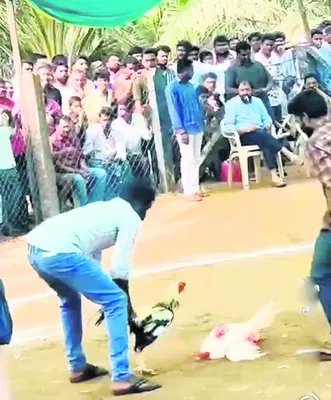 కోడి పందేల్లో ఎమ్మెల్యే చింతమనేని 