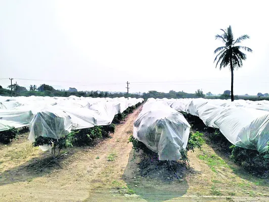 ధర్మవరం కాలువకు నీటి మళ్లింపు 