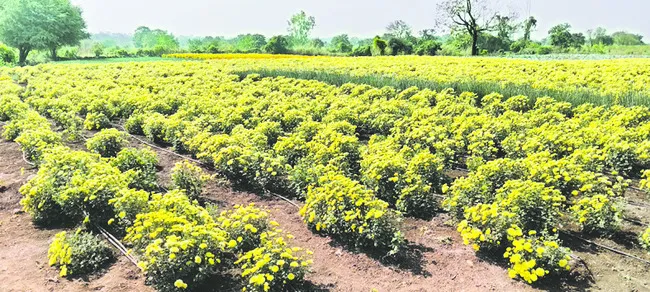 విరుల రైతు విలాపం! 