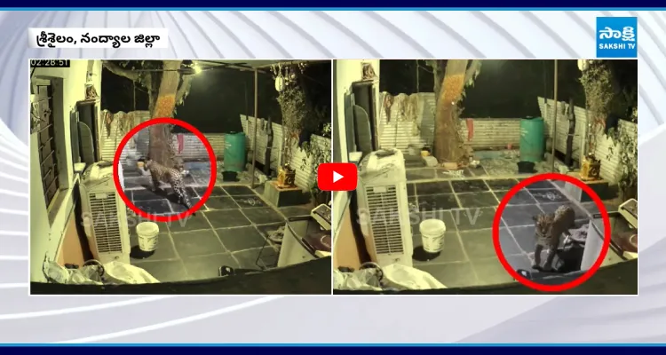 ఇంట్లోకి చొరబడ్డ చిరుత