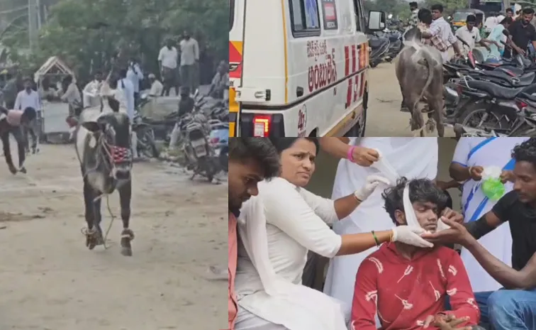 Mishap at Jallikattu Kothasana Batla Tirupati District