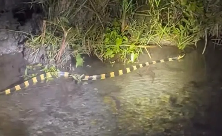 Banded krait is highly venomous snake found in India: venomous snake caught on camera