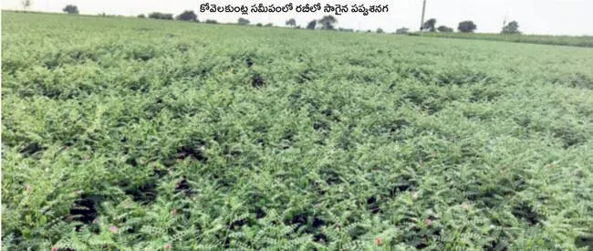 నిర్లక్ష్యం శాపమై.. బీమా దూరమై 