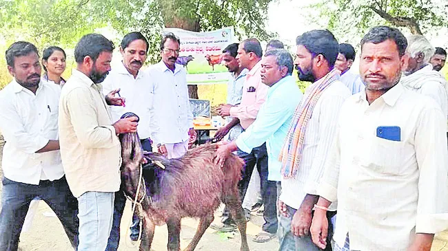 పశువులకు టీకాలు తప్పనిసరి