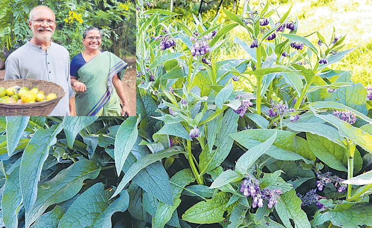 Sagubadi: Comfrey has been used as a traditional medicinal plant 