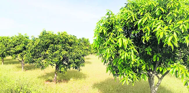 పూత రాక.. మామిడీలా! 