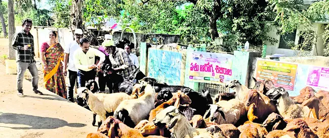పశు ఆరోగ్య శిబిరాలు సద్వినియోగం చేసుకోవాలి 