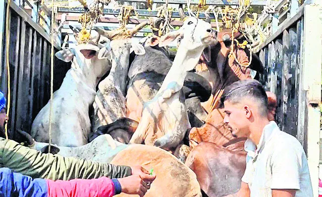 పశువుల అక్రమ రవాణా అడ్డగింత 