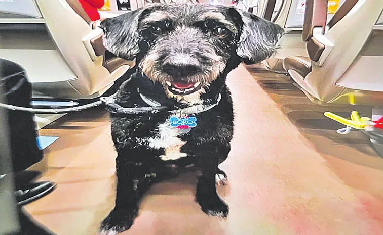 Dog Boro fled from the wreckage of the high-speed train crash in Spain