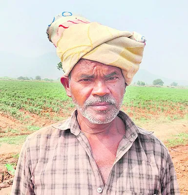 నాలుగు ఎకరాలు మిరప సాగు చేసి దున్నేశాః
