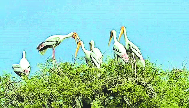 పక్షులతో సందడి