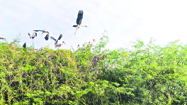 నైజీరియా..!