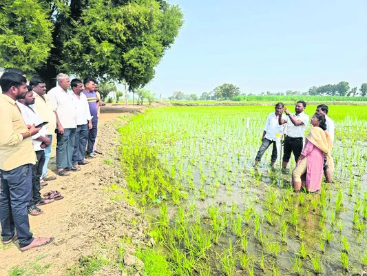 లింగాకర్షక బుట్టలు ఉపయోగకరం 