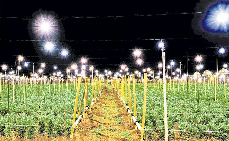 Use of LED lighting for the cultivation of Chrysanthemum flowers