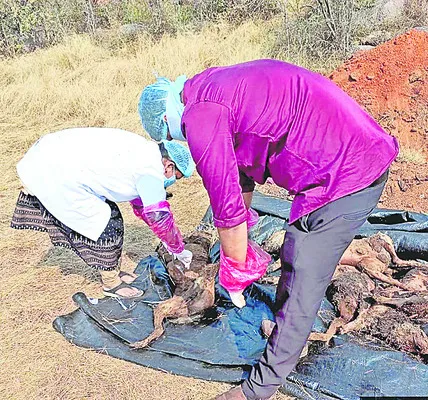వీధికుక్కల కేసు విచారణ వేగిరం