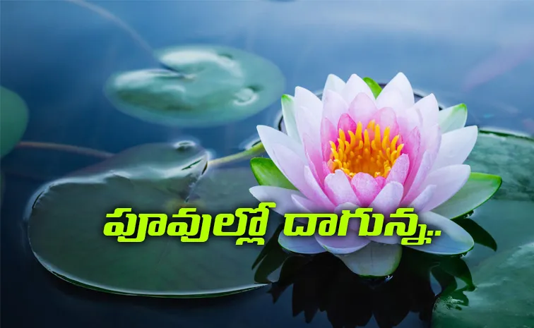 A natural heater hidden in India's sacred lotus flowers