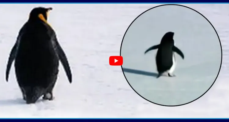 ప్రపంచాన్ని కదిలించిన పెంగ్విన్ కథ ఇదే