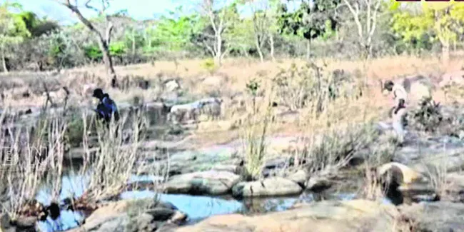 ముమ్మరంగా వన్యప్రాణుల గణన 