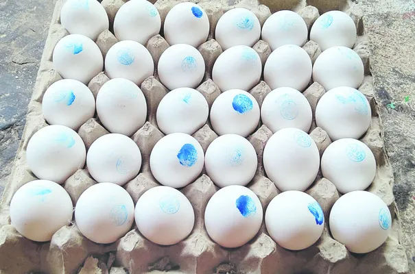 వెరీ ‘గుడ్డు’ 