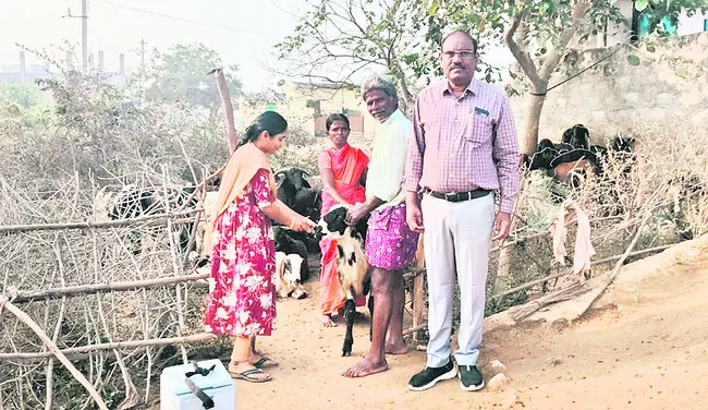 జీవాలకు ‘అమ్మతల్లి’ నిరోధక టీకాలు