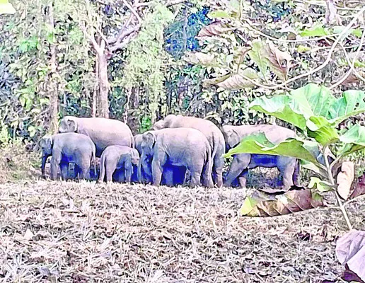 బక్కుపేట పొలాల్లో ఏనుగుల గుంపు 