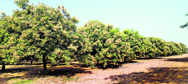 మామిడి పూత.. జాగ్రత్తలే శ్రీరామరక్ష 