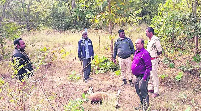 వాహనం ఢీకొని చుక్కల దుప్పి మృతి
