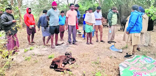 మళ్లీ పంజా విసిరిన పెద్ద పులి 