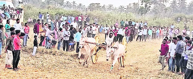ఎడ్లు పరుగు పోటీల్లో వల్లంపూడి ఫస్ట్‌