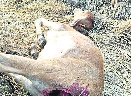 నక్కదాడిలో లేగదూడ మృతి 