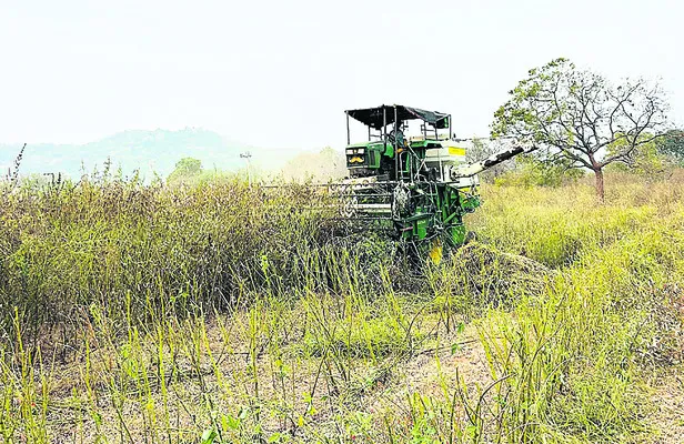 కందుల కొనుగోలుకు ఎదురుచూపు