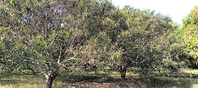 మామిడికి తేనెమంచు పురుగు