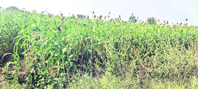 చిరుధాన్యాలు.. అంతంతే 