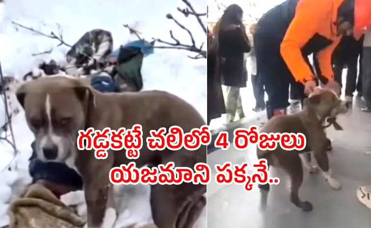 Owner Dies In Himachal Snow: Pet Pitbull Stands Guard For 4 Days