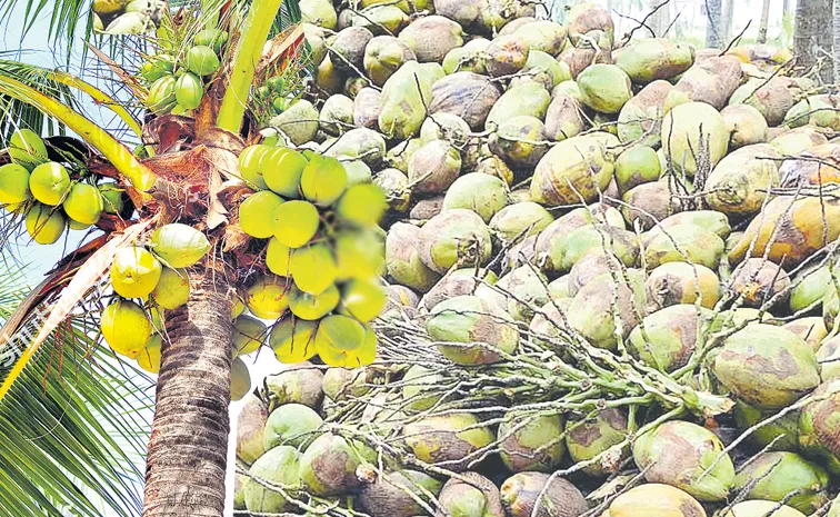 coconut Prices have increased promisingly with the Maha Shivaratri celebrations