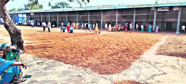 వేరుశనగకు  రికార్డుస్థాయి ధర 
