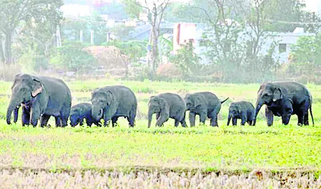 పొలాల్లో సంచరిస్తున్న ఏనుగుల గుంపు