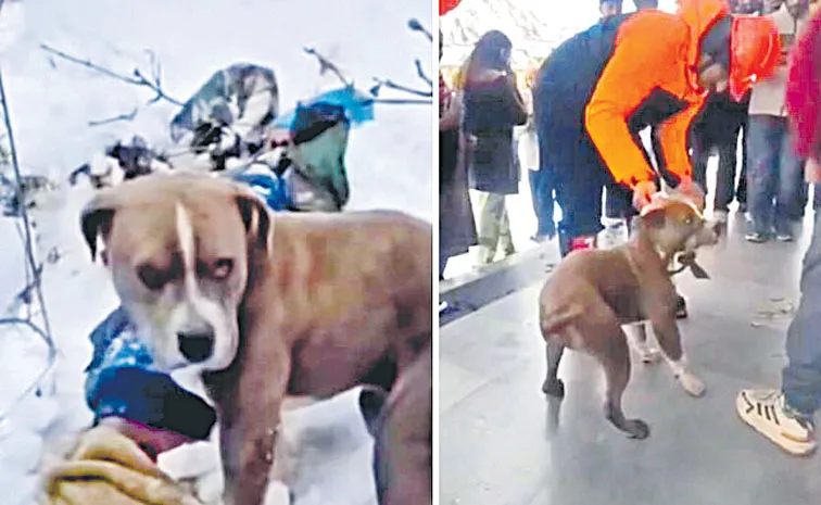 Pet Pitbull Guards Owner Body for Four Days Amid Blizzard in Himachal Pradesh