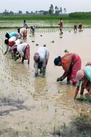 agriculture sector pressing for a major boost in farm R and D Budget 2026