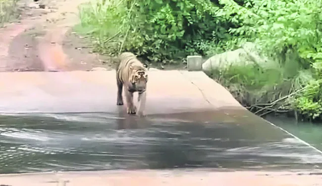 ఇదిగో పులి