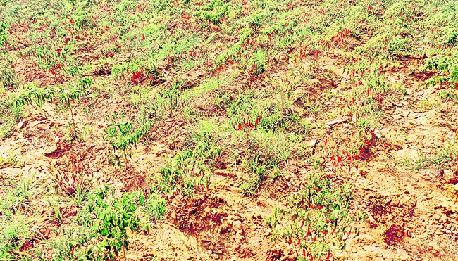 తెల్లబోయిన ‘ఎర్ర’బంగారం