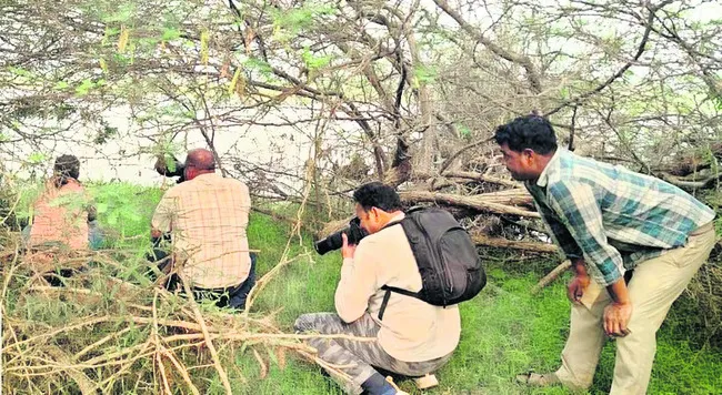 కొల్లేరులో పక్షుల గణన 