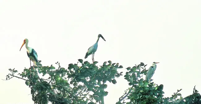 వలస పక్షుల సందడి 
