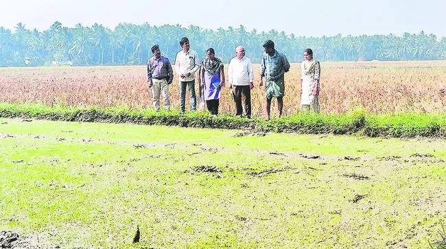 మంచి నారుమడి.. అధిక దిగుబడి
