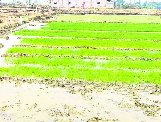 నారుమడి.. జాగ్రత్తలు తప్పనిసరి