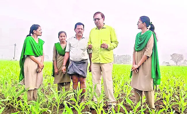 మొక్కజొన్నలో కత్తెర పురుగు నివారించాలి